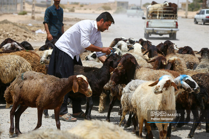 قیمت جدید دام زنده 26 آبان 1403/پوریان: گوسفند و گوساله ارزان شد + جزئیات