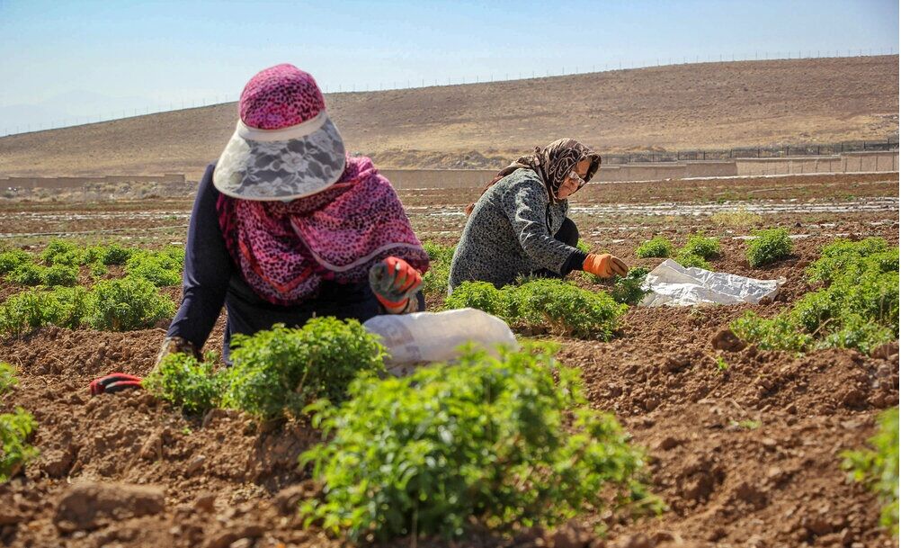 نقش تعاونی زنان روستایی در نظام کشاورزی