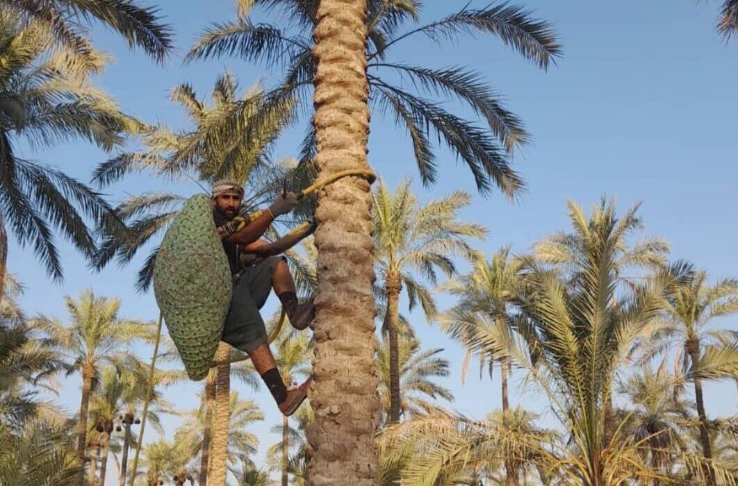 هفتمین جشنواره برداشت خرما در استان بوشهر برگزار می شود