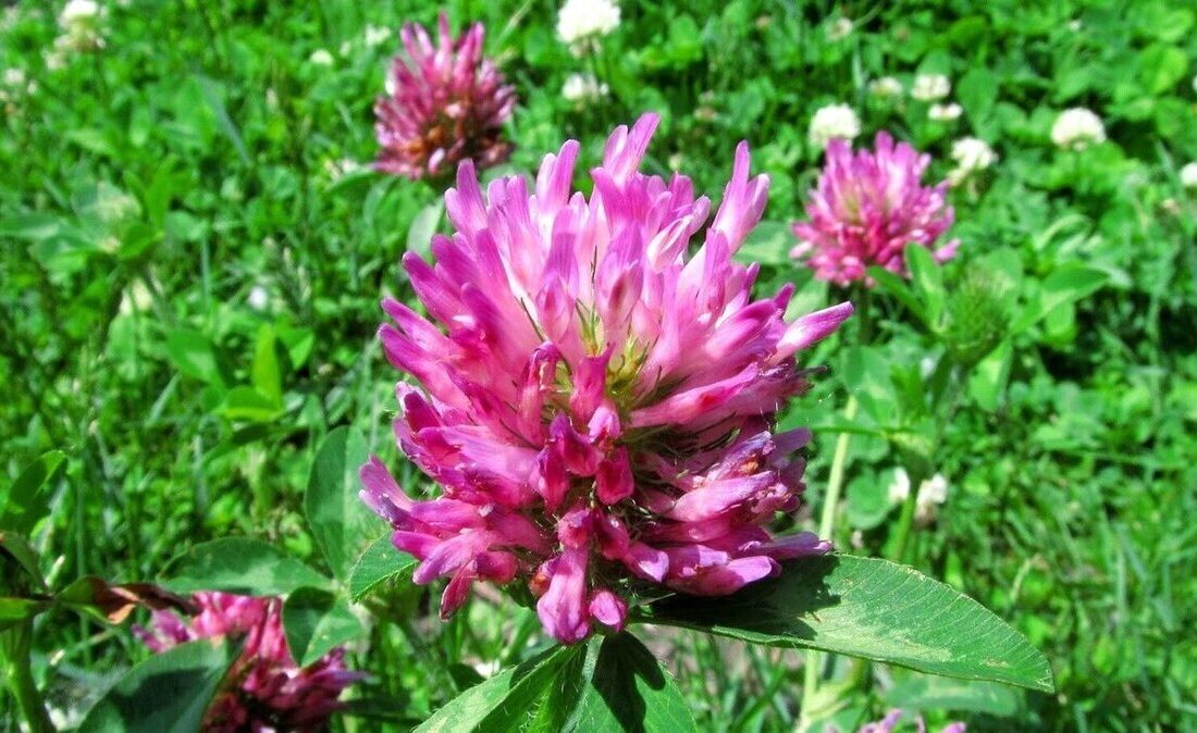 خواص درمانی شبدر قرمز برای پوست و مو.