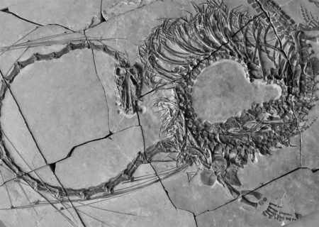 بقایای یک اژدهای 240 میلیون ساله در چین کشف شد!