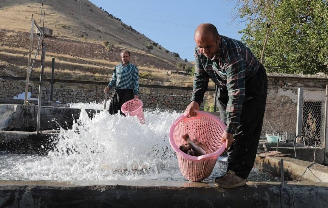 ایجاد اشتغال برای بیش از 50 نفر از طریق اجرای طرح های حمایتی بنیاد برکت در غرب استان اصفهان