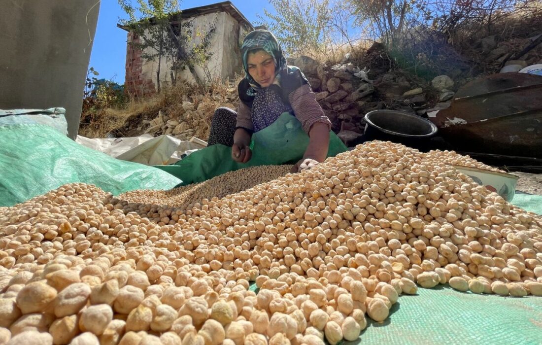 «دلفان» پایلوت کشت مکانیزه نخود در کشور شد – خبرگزاری مهر از ایران و جهان.