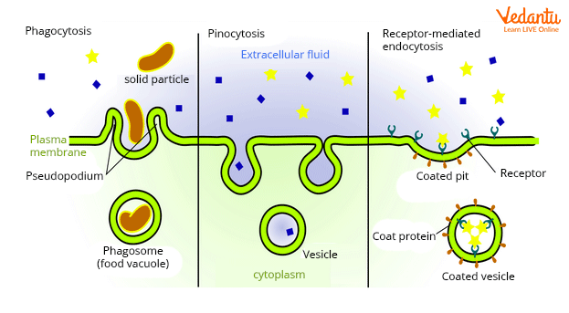 اندوسیتوز