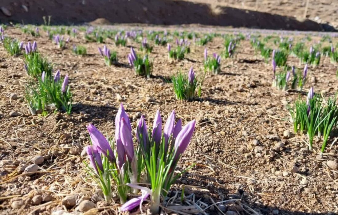 سطح زیر کشت زعفران آذربایجان شرقی به بیش از 425 هکتار رسید – خبرگزاری مهر از ایران و جهان.