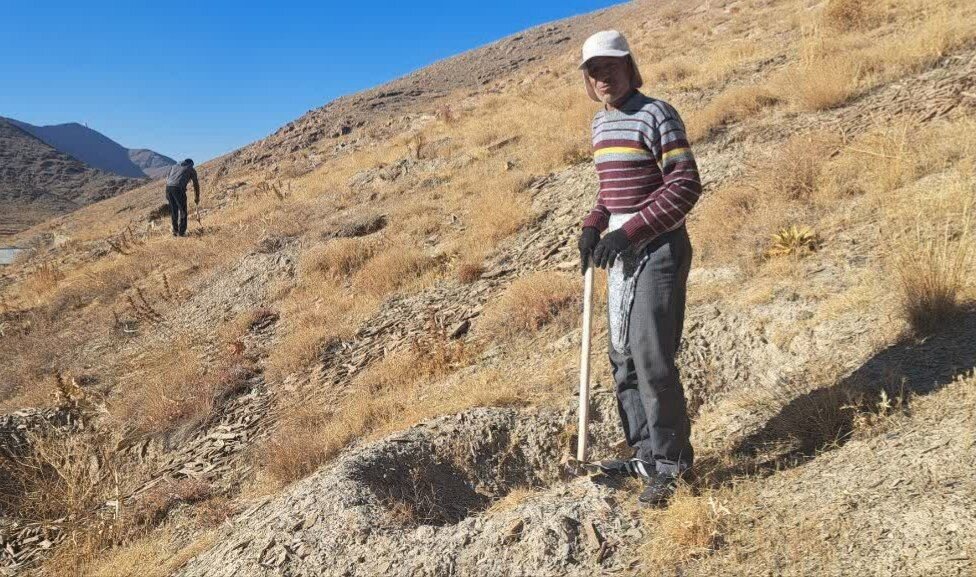 کاشت بذر بادام در 14 هکتار از زمین پارک حوضه گردو در شهرستان اراک – خبرگزاری مهر از ایران و جهان.