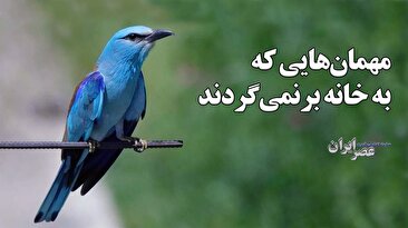 یک زن نمی تواند حقوقدان شورای نگهبان یا رئیس مرکز پژوهش های مجلس باشد؟